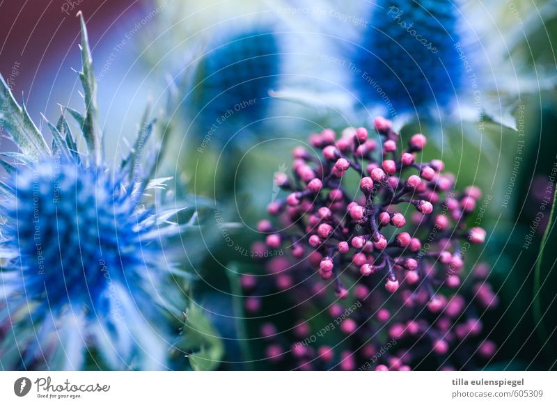 oOO Plant Flower Bushes Leaf Blossom Exotic Garden Bouquet Blossoming Natural Original Round Beautiful Point Thorny Blue Pink Colour Nature Thistle Colour photo