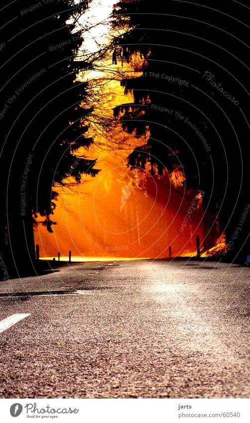Way into the light Sunbeam Forest Light Sunset Beautiful Traffic infrastructure Celestial bodies and the universe Lanes & trails Street jarts