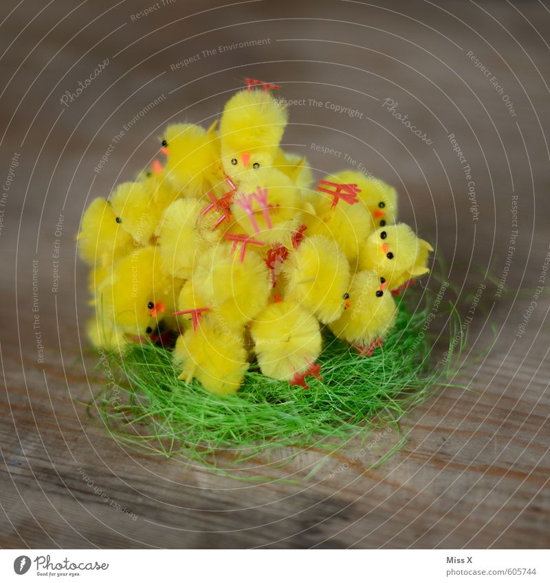 Cuddle group | Bird's-eye view Decoration Easter Group of children Spring Animal Group of animals Baby animal Animal family Lie Cuddly Small Cute Many Yellow