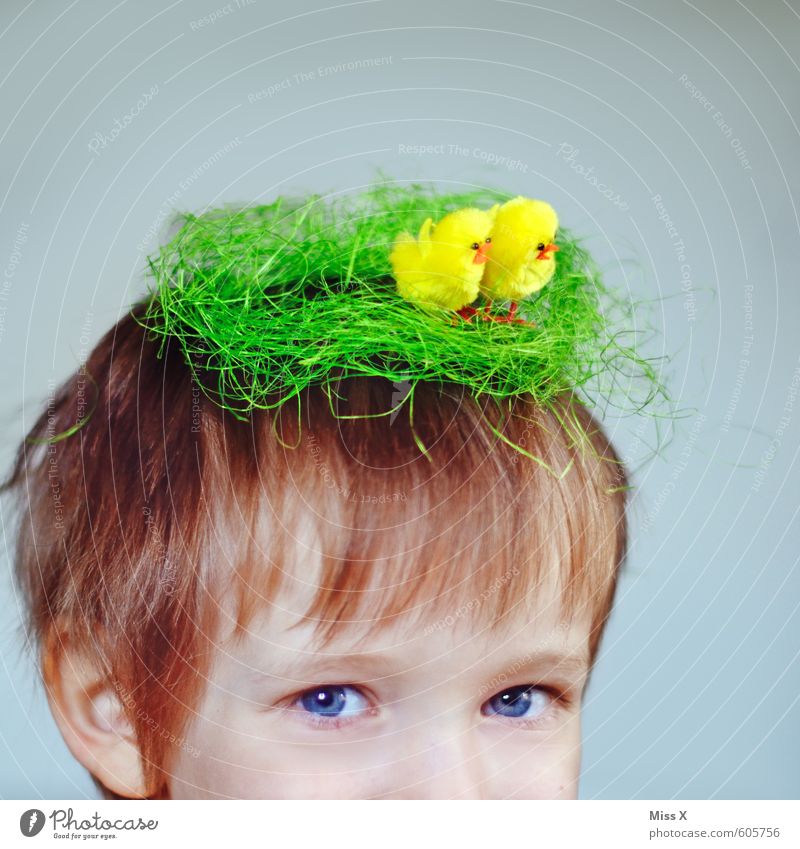 nest building Easter Human being Child Head Hair and hairstyles 1 1 - 3 years Toddler 3 - 8 years Infancy Blonde Bird Group of animals Baby animal Funny Cute