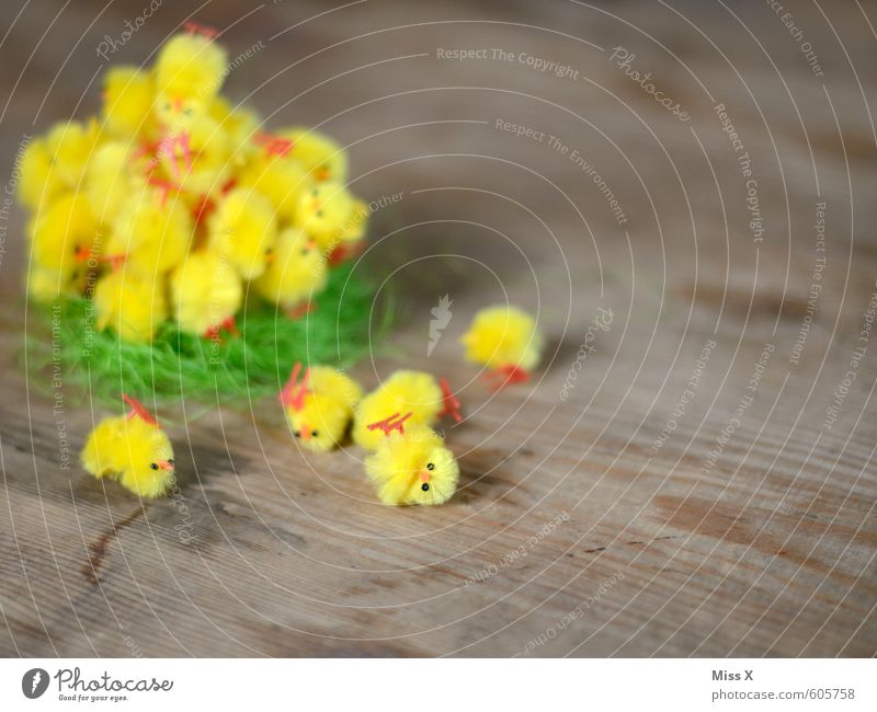fallen down Decoration Easter Animal Bird Group of animals Baby animal Funny Cute Yellow Easter egg nest Easter chick Chick Nest To fall Heap Many Colour photo