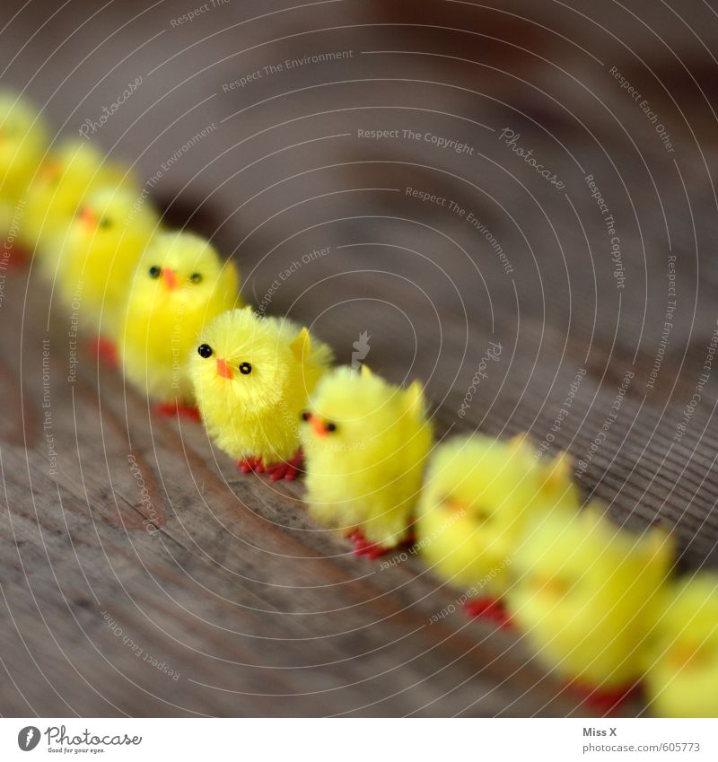 Soldier Easter Meeting Team Animal Bird Group of animals Baby animal Stand Yellow Emotions Moody Disciplined Unwavering Power Teamwork Attachment Easter chick