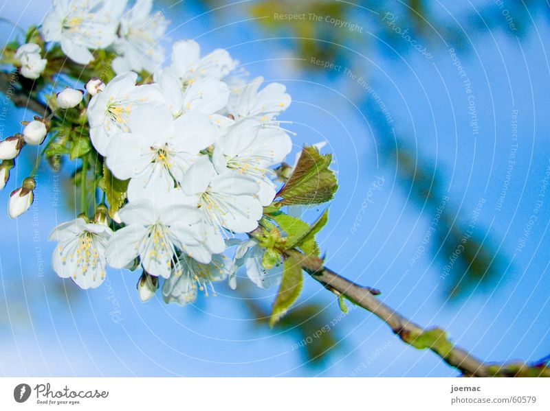 spring Blossom Cherry blossom White Branch Cherry tree Sky Blue Bud