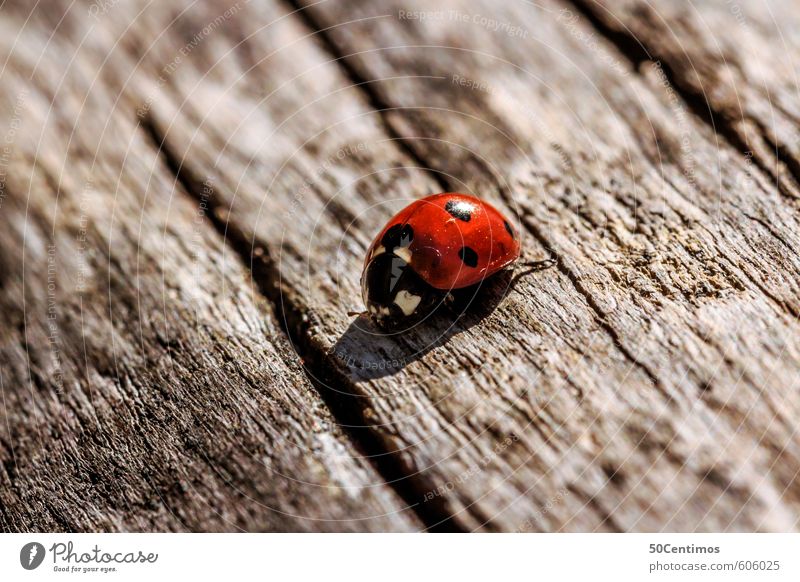 Ladybird on the wooden table Zoo Animal Beetle 1 Wood Nature Colour photo Exterior shot Macro (Extreme close-up) Animal portrait
