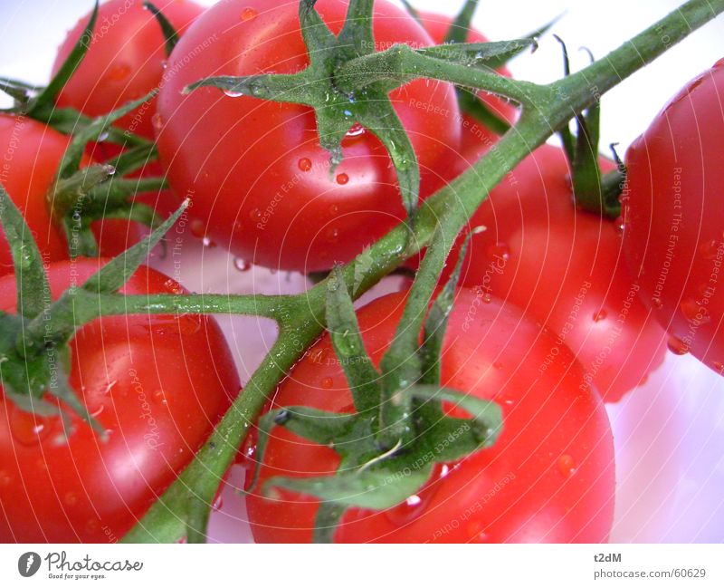 domates Red Plant Juicy Summer Healthy Delicious Sauce Damp Tomato Vegetable
