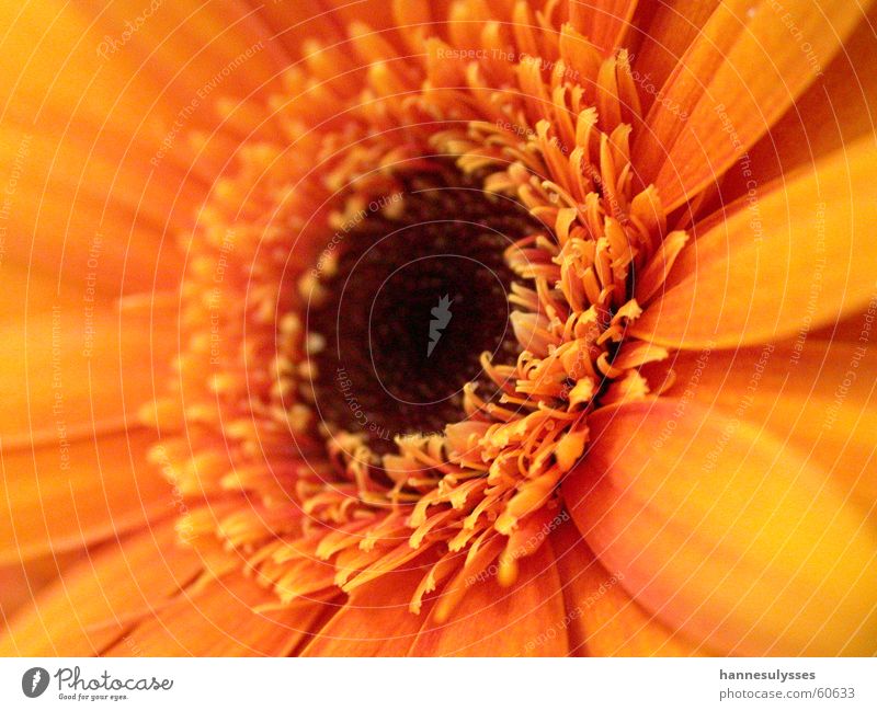 center Blossom Flower Macro (Extreme close-up) Detail Orange