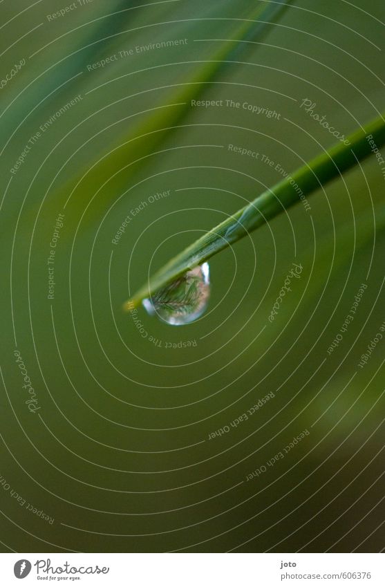 raindrop Nature Plant Autumn Hang Fresh Wet Juicy Green Calm Ease Easy Reflection Fir tree Coniferous trees Fir needle Autumnal Damp Forest Christmas tree