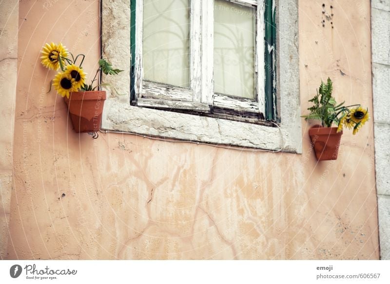 windows Plant Flower Village House (Residential Structure) Wall (barrier) Wall (building) Facade Window Old Yellow Sunflower Colour photo Multicoloured