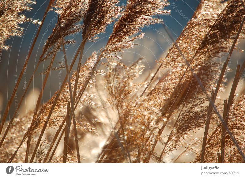 grass Grass Lake Light Yellow Common Reed Stalk Blade of grass Ear of corn Pond Glittering Moody pretty Soft Hissing Sun Gold Orange Wind Sky Pollen risp panic