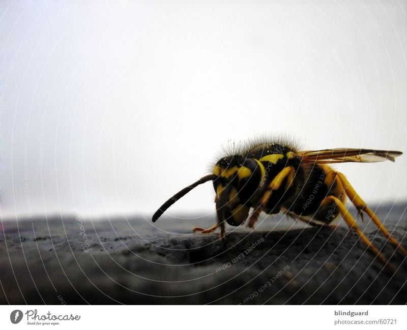 The Yellow Black Attack Wasps Bee Feeler Insect Macro (Extreme close-up) Close-up wasp sting Flying Spine