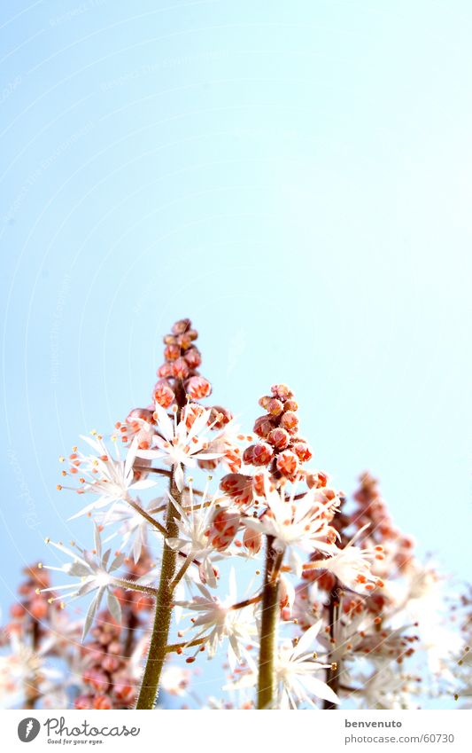 later in the spring Blossom Flower Apiaceae Spring Sky Vacation & Travel