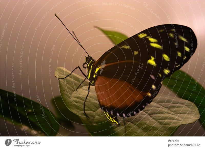 Butterfly 2 Leaf Wing Macro (Extreme close-up)