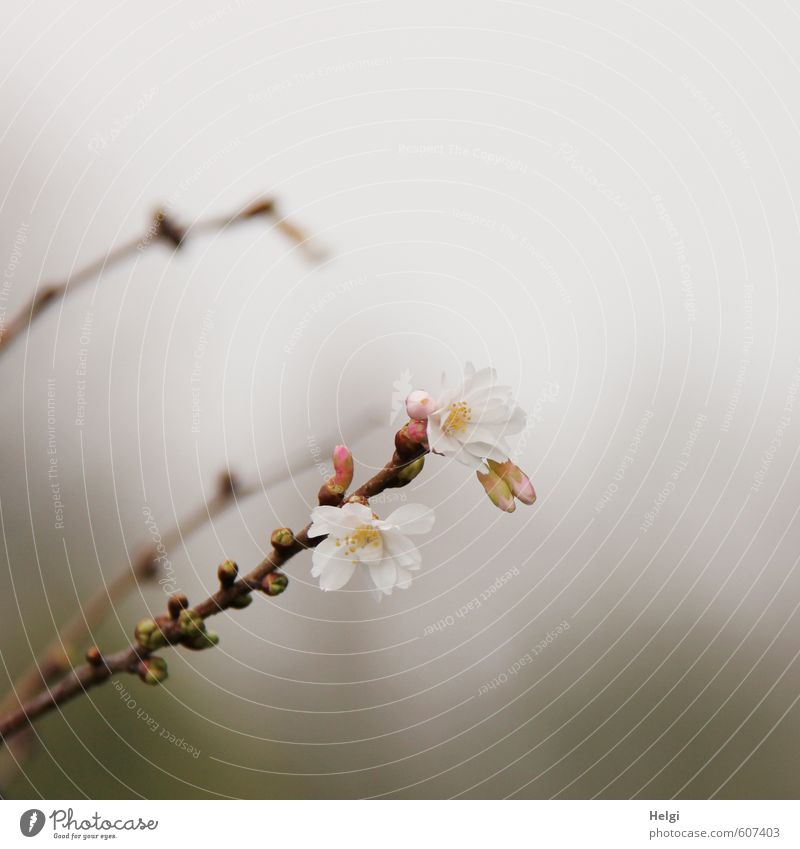 winter flowering Environment Nature Plant Winter Fog Tree Blossom Bud Leaf bud Twig winter cherry Garden Blossoming Growth Esthetic Exceptional Dark Simple Cold