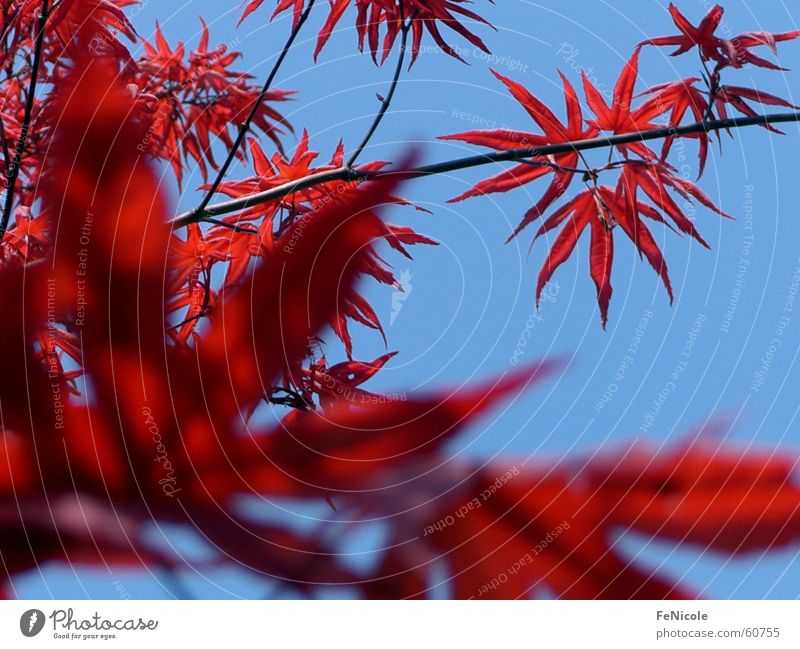 maple Tree Maple tree Red Leaf Sky Garden Twig Branch