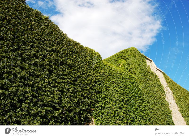 ivy wall Ivy Tendril Plant Structures and shapes Flat Wall (barrier) Castle wall Battlement Fortress Clouds Green St.Tropez green stuff creeper Tall Tower