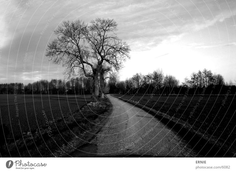 The way to the...? Tree Field Clouds Moody Concrete In transit Lanes & trails Sky Twig Nature canon EOS 300D Exterior shot