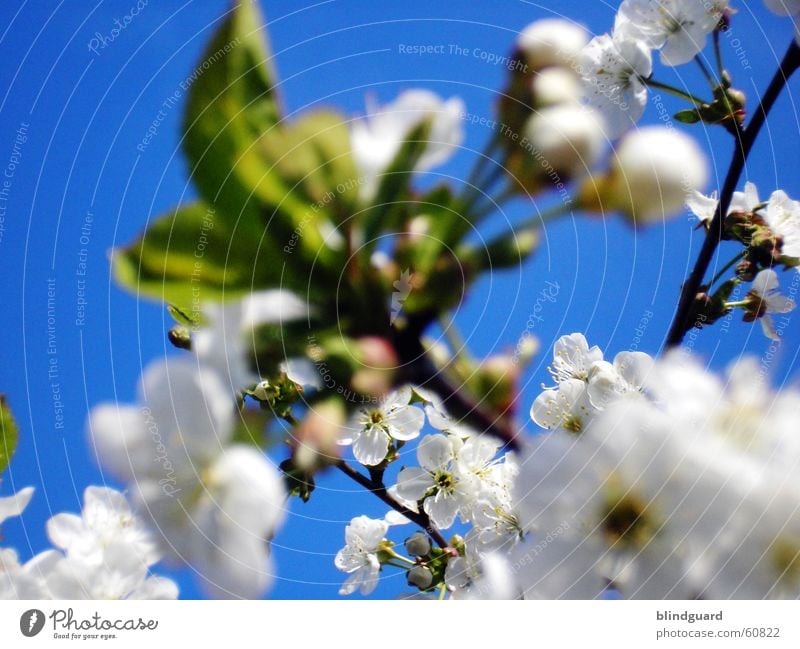 flower clouds Blossom Branchage Twigs and branches Apple Apple blossom Sky Blue White Leaf bud Bud Spring Jump Pure Fruit trees Blossoming Cherry Nature