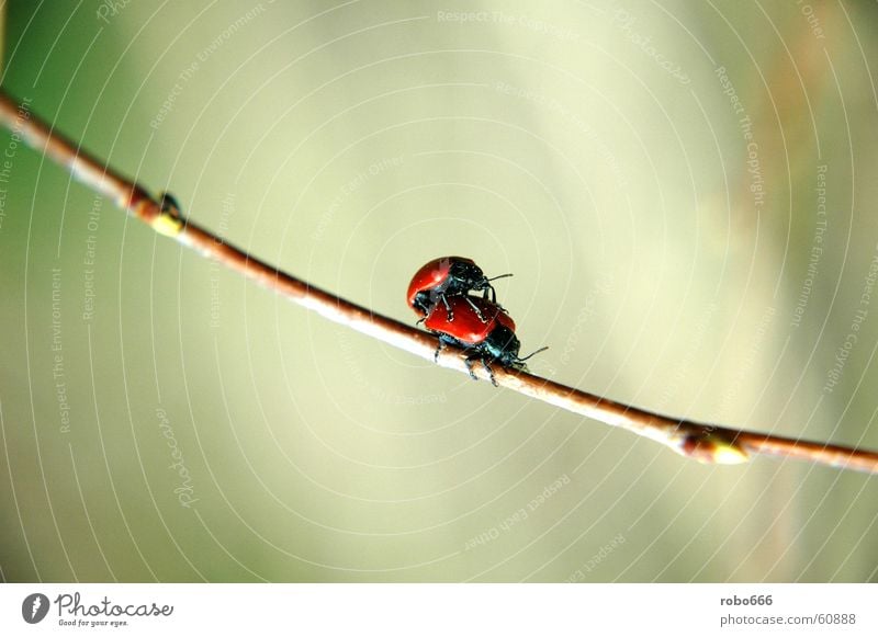 Love play in spring Insect Blade of grass Spring fever Ladybird Beetle