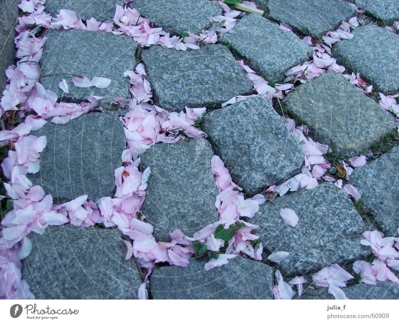 at flower's way Blossom Pink Gray Plant Spring Lanes & trails Street Stone Paving stone