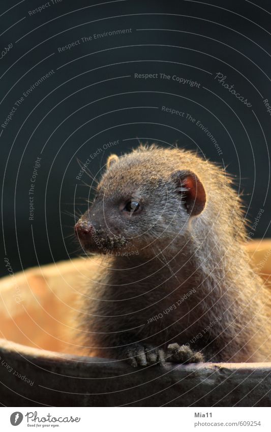Zebra mongoose 3 Animal Wild animal Animal face Pelt Paw Zoo 1 Observe Touch Curiosity Cute Gray Attentive Watchfulness Interest Discover Expectation Viverrids