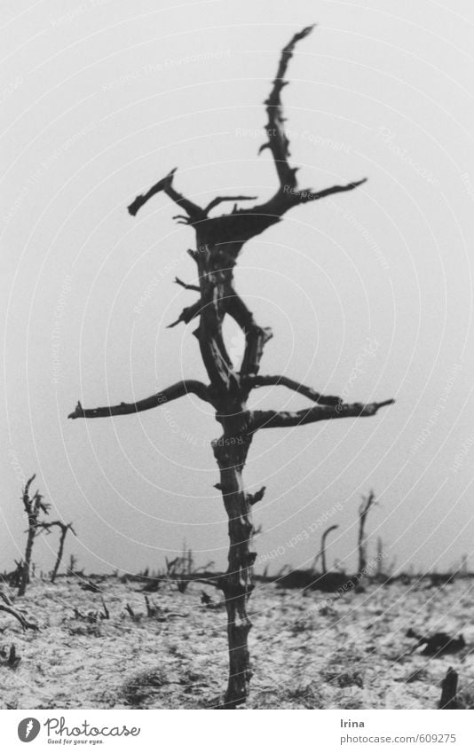 *¶ 100 ¶ I'm still standing ¶ Nature Landscape Winter Climate change Snow Tree Bog Marsh Senior citizen Bizarre Disaster Loneliness End Apocalyptic sentiment