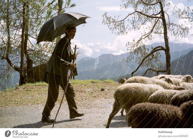 under India's sun Herdsman Man Sheep