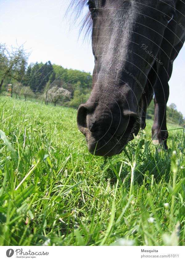 Who are you? Leisure and hobbies Spring Grass Meadow Horse To feed Curiosity Black Interest Nostrils Pasture Mammal Floor covering Worm's-eye view Black horse