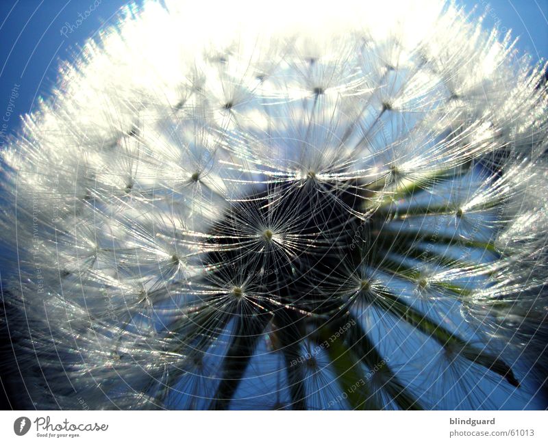 Too late for Peter Lustig Summer Dandelion Dark Back-light Dream Parachute Blur Think To enjoy Twilight Glittering White Delicate Plant Animal Botany Biology