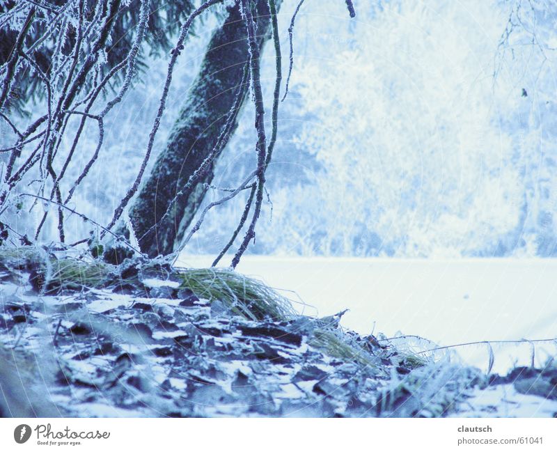 winter poem Winter Cold Freeze Ice Forest Tree Meadow Frozen Calm Pond Lake Frost Blue Magic Idyll Landscape Floor covering Water Smooth