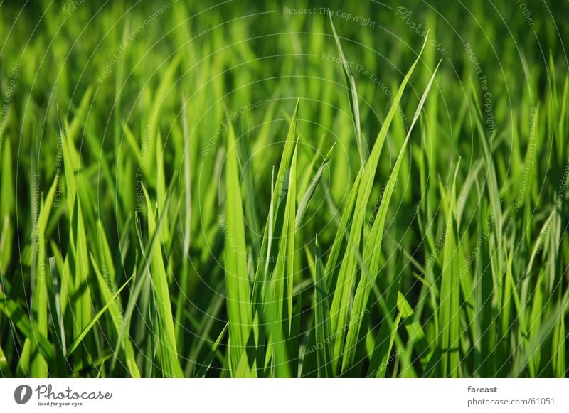Grass Green Meadow Field Plant Paddy field Bali
