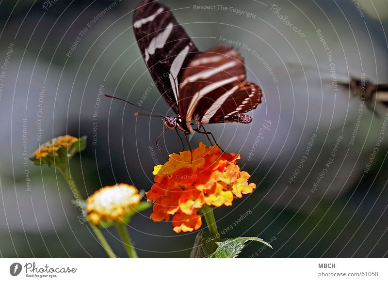 Collect nectar Butterfly Animal Insect Flower Black White Green Feeler Trunk Blossom Pattern Leaf Wing Orange Eyes Legs Stalk faceted eye