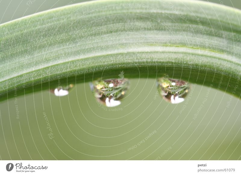 drop mirror Plant Drops of water Rain Flower Leaf Large Small Green Curved 2 Transparent grooved Smoothness Colour photo Exterior shot Macro (Extreme close-up)