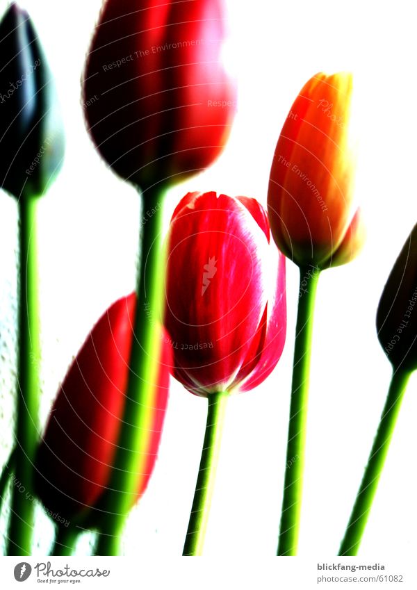 tulips Tulip Blossom Flower Summer Physics Multicoloured Life Bouquet Maturing time Growth Friendliness Exterior shot Overexposure Colour Stalk Warmth Bright