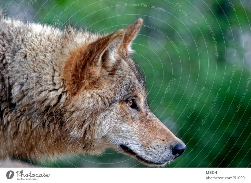 inquisitiveness Wolf Snout Listening Pelt Green Brown Black Whisker Animal Ear Looking Eyes Nose Neck Wild animal Hair and hairstyles