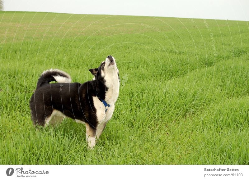 A dog's life - life is "beautiful" Dog Husky Meadow Hunting Cry Joy Freedom