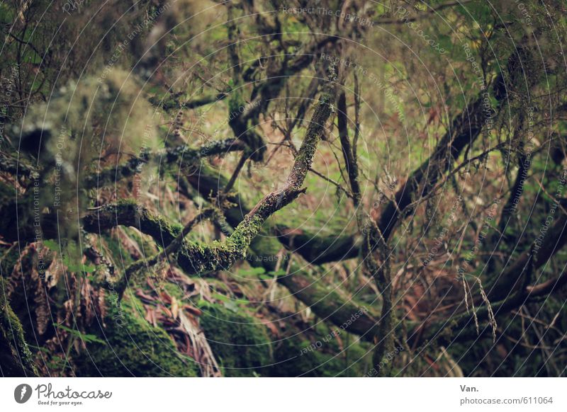 Honey, get the shame out of the machete. Nature Plant Tree Bushes Moss Fern Branch Forest Growth Green Virgin forest Narrow Undergrowth Colour photo