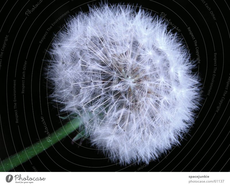 dandelion Dandelion Spring Tailed seeds White Macro (Extreme close-up) Nature Seed puffy