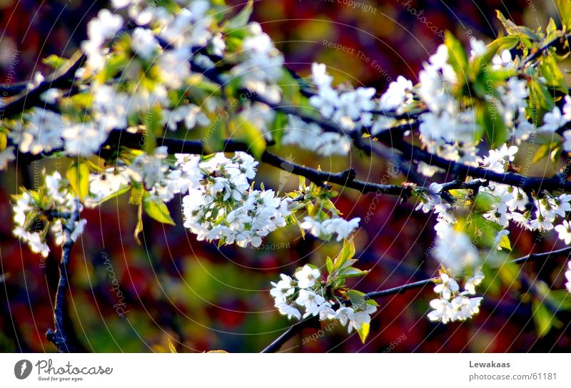 cherry blossom Flower Light Spring Physics Summer Beautiful Multicoloured White Green Tree Shadow Warmth Graffiti Colour Nature Fruit