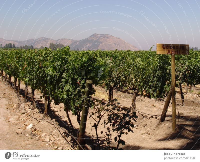 Chilean Wineyards Sky Vine wineyards grapes mountain chilean culture shoted by a sony 828