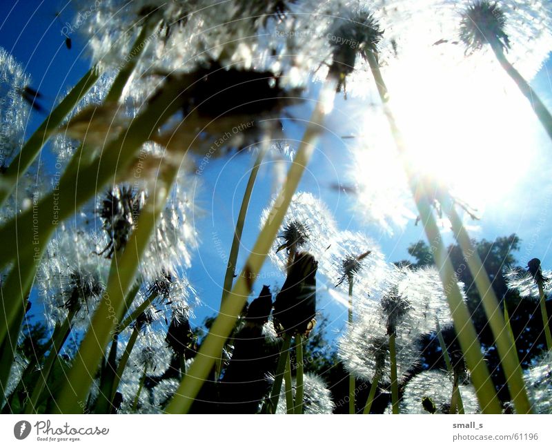 the sun Light Blue sky Jump dandelion joy flower