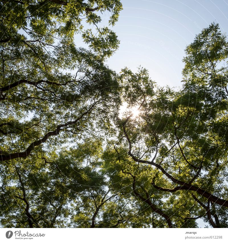 light Environment Nature Cloudless sky Sun Summer Beautiful weather Tree Treetop Branch Deciduous tree Illuminate Simple Bright Moody Spring fever Relaxation