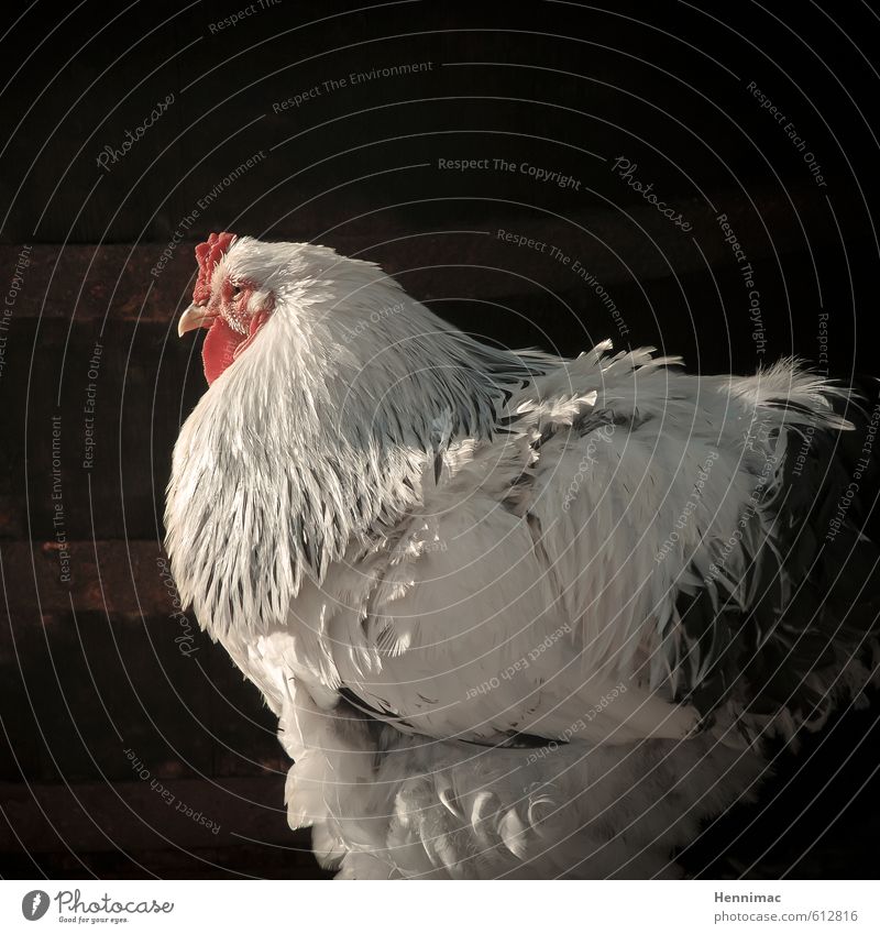 Bottom-holding. Agriculture Forestry Nature Animal Pet Farm animal Zoo Feeding Black White Love of animals Pride Rooster Barn fowl Bird Feather Masculine Egg
