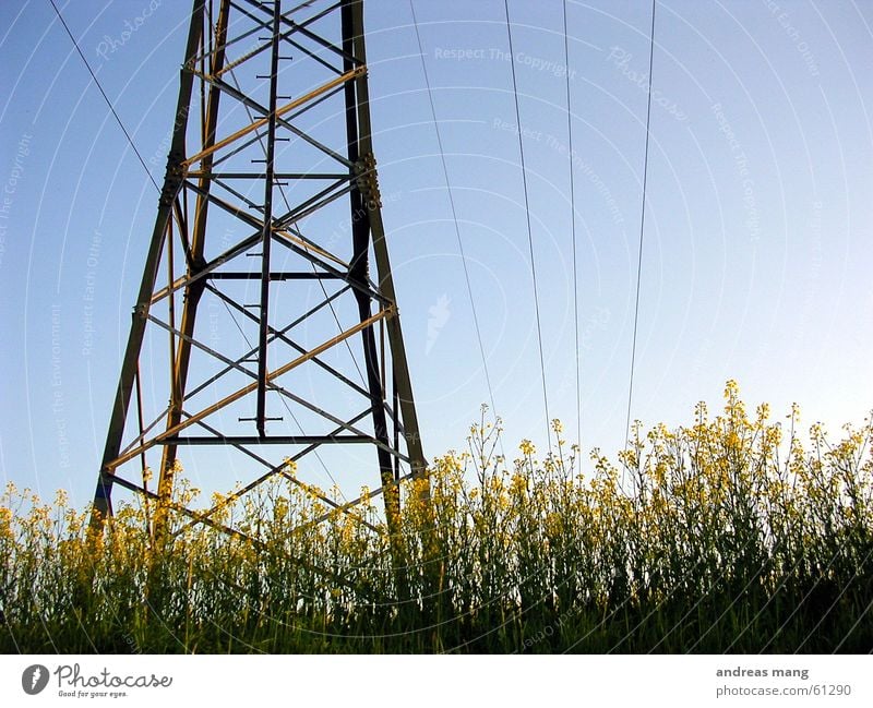 Rapeseed under power Canola field Field Electricity Transmission lines Electricity pylon Steel Sky Power Cable Scaffold