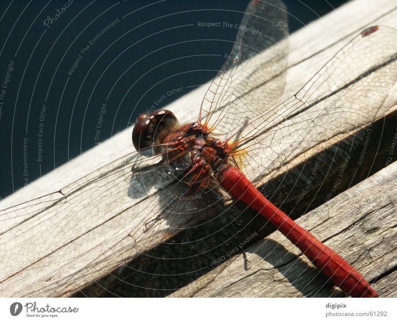 flying object Wood Dragonfly Insect Close-up Macro (Extreme close-up) Summer Nature Wing Aviation Graffiti