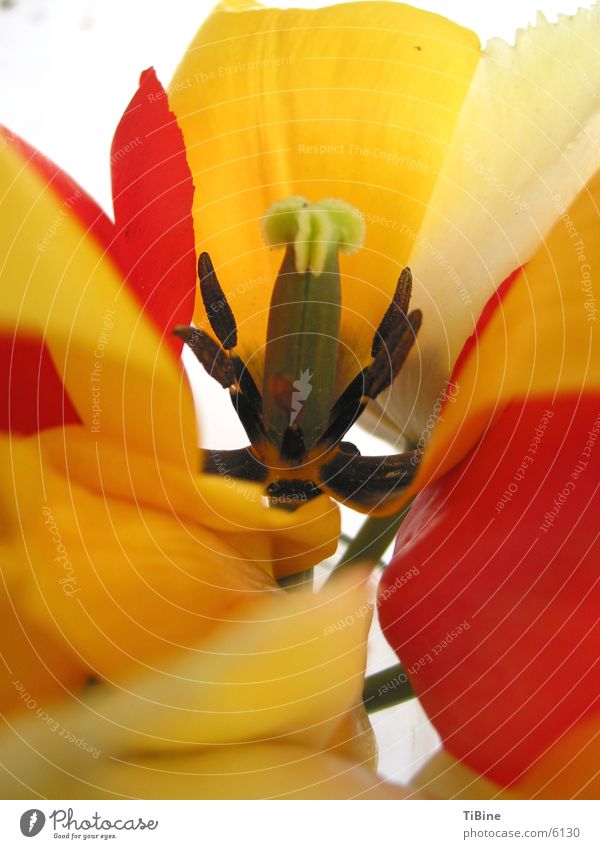 tulips Tulip Flower Yellow Macro (Extreme close-up) Blossom Detail Pistil