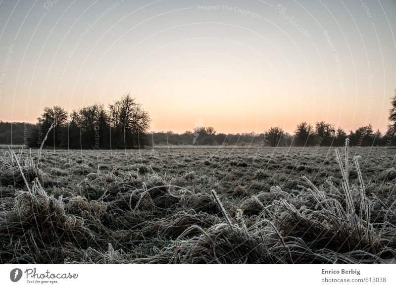 Dawn with a touch of morning maturity Environment Nature Landscape Plant Sky Cloudless sky Sunrise Sunset Winter Beautiful weather Ice Frost Grass Wild plant