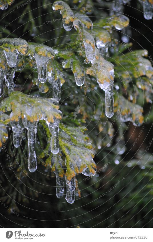 freezing rain Nature Water Drops of water Winter Climate Climate change Bad weather Rain Ice Frost Snow Plant Tree Bushes Freeze Glittering Cold Icicle