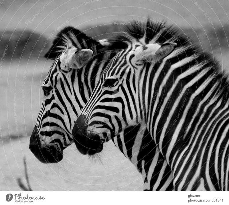 pair-of-animals-in-pairs-a-royalty-free-stock-photo-from-photocase