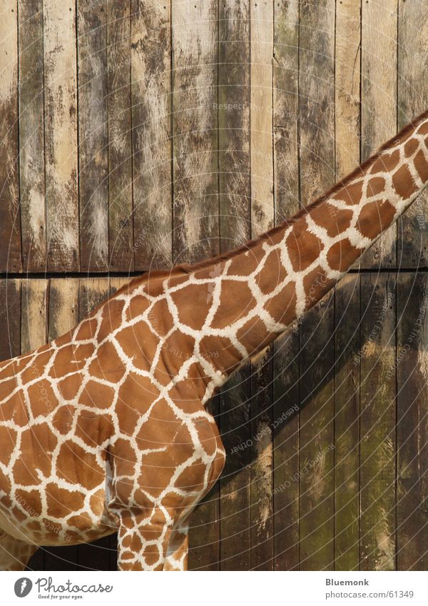 completely headless Wood Animal Zoo Safari Brown Headless Giraffe Dappled Gate Patch