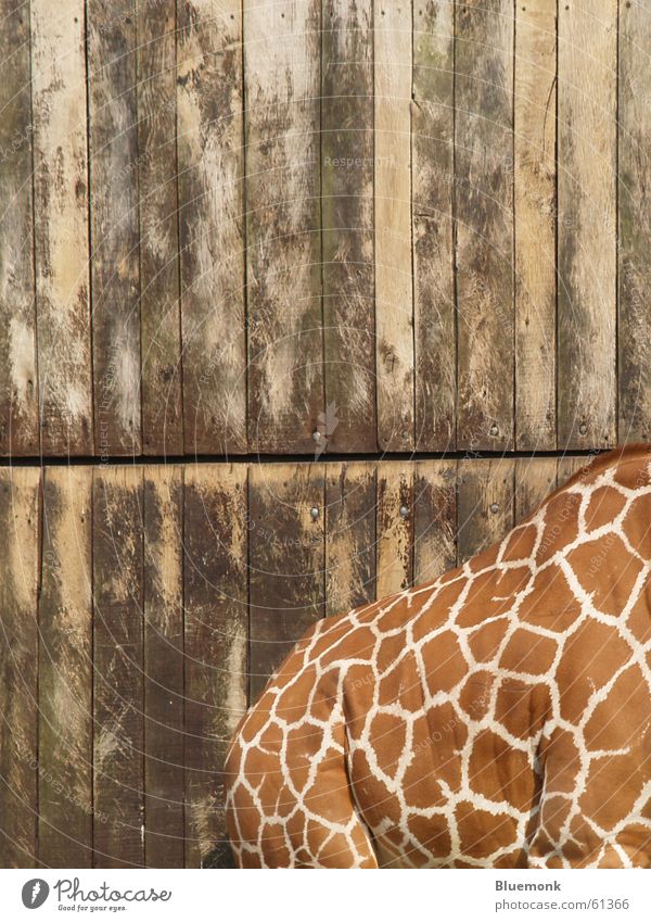 a beautiful back can also delight... Zoo Safari Wood Giraffe Gate Back Patch Dappled